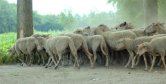 Schaapskooi Schijndel Bezoek schaapskooi