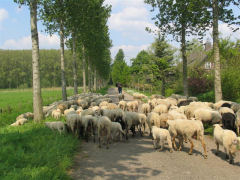 Schaapskooi Schijndel Wandelen met de herder