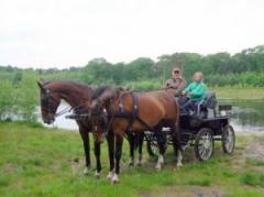 Tijdens de ongeveer 3 uur durende workshops leert u het begrijpen van een paard, oefent u aan het mentoestel en mag u zelf een span paarden mennen.