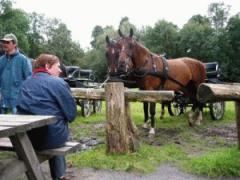 Smalltown Horse Stables Workshop Kennismaken met de mensport