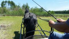 Managementtraining met behulp van paarden.