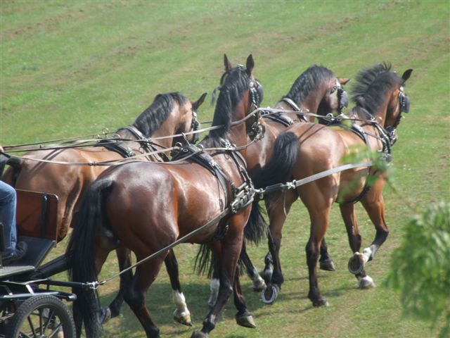 Steenhof Stables Men-your-management