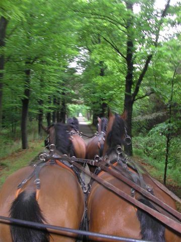 Steenhof Stables Vierspan-men-arrangement