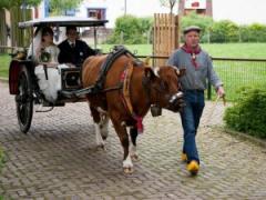 Trouwkoe Trouwkoe voor feesten en partijen