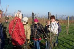 Winery & Herbs Zelf mee helpen in de wijngaard en wijnmakerij?