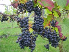 Winery & Herbs Rondleiding wijngaard en wijnproeverij