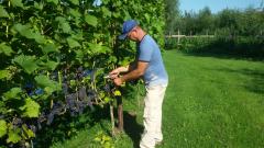 Winery & Herbs Zelf mee helpen in de wijngaard en wijnmakerij?