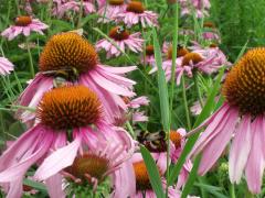 Winery & Herbs Lezing eetbare planten in je omgeving