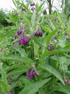 Winery & Herbs Lezing eetbare planten in je omgeving